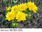 Адонис весенний (Adonis) — род растений семейства Лютиковые (Ranunculaceae). Общий вид цветущего растения. Стоковое фото, фотограф Евгений Мухортов / Фотобанк Лори