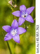 Campanula altaica Ledeb. (семейство Campanulaceae). Колокольчик алтайский. Общий вид цветущего растения. Стоковое фото, фотограф Евгений Мухортов / Фотобанк Лори