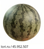Whole watermelon rotating in white background showing rind texture. Стоковое AI-изображение, AI-художник Иван Рябоконь / Фотобанк Лори