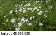 Stellaria holostea in the grass, white flowers. Selective focus. Стоковое фото, фотограф Veronika Belosokhova / Фотобанк Лори
