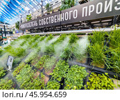 Витрина с микрозеленью собственного производства. Центральный рынок города Воронеж. Редакционное фото, фотограф Вячеслав Палес / Фотобанк Лори