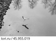 Журавль. Стоковое фото, фотограф Владислав Миронов / Фотобанк Лори