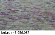 Spawning sockeye salmon. Стоковое видео, видеограф Михаил Коханчиков / Фотобанк Лори