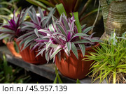 Tradescantia spathacea 'Stripe Me Pink' with vibrant pink and green striped leaves, potted in terracotta, perfect for indoor or outdoor gardens. Стоковое фото, фотограф Татьяна Терехина / Фотобанк Лори