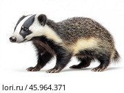 A badger with a classic coloring and characteristic features. Its body is covered with thick fur with a striped pattern: a white stripe runs along the head, starting from the nose and going back, framed by two black stripes, which gives the animal a recognizable appearance. The main part of the body is covered with gray-brown fur, with darker shades on the back. The abdomen and paws are black.The badger looks compact, with a strong and dense build. It has small but sharp claws on its paws, which help in digging holes. The animal's muzzle is slightly pointed, with a large black nose and small round ears. The eyes are shiny, which adds realism to the image. The general background is made in light, neutral tones, emphasizing the details of the fur and the general appearance of the badger. Стоковое AI-изображение, AI-художник Анна Кривицкая / Фотобанк Лори