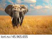 Majestic elephant walking through golden savanna at sunset. Стоковое AI-изображение, AI-художник Иван Рябоконь / Фотобанк Лори