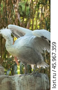 Dalmatian pelican Pelecanus crispus. Стоковое видео, видеограф Дмитрий Рухленко / Фотобанк Лори
