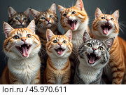 Хор кошек: эмоциональные моменты зевка или улыбки. Cat Choir: Emotional Moments of Yawning or Smiling. Стоковое AI-изображение, AI-художник Андрей Щербин / Фотобанк Лори