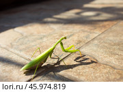 Богомол.Богомо́ловые, или богомо́лы (лат. Mantodea), — отряд крылатых насекомых с неполным превращением из надотряда тараканообразных. Стоковое фото, фотограф Роман Лукьянов / Фотобанк Лори
