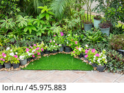 Tropical flowers in pots and plants around. Green area design. Chatuchak Park in Bangkok (2024 год). Стоковое фото, фотограф Коханова Наталья / Фотобанк Лори