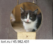 Портрет котенка. Стоковое фото, фотограф YuryKara / Фотобанк Лори