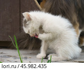 Котенок вылизывает свою лапку. Стоковое фото, фотограф YuryKara / Фотобанк Лори