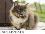 Кошка облизывается. Стоковое фото, фотограф YuryKara / Фотобанк Лори