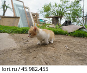 Маленький котенок исследует мир. Стоковое фото, фотограф YuryKara / Фотобанк Лори