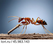 Macro photography insect ant drags a blade of grass on blue background close up. Стоковое AI-изображение, AI-художник Наталья Симакова / Фотобанк Лори