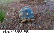 Beautiful turtle Astrochelys radiata, Madagascar endemic. A starry pattern on the shell, paws, head is visible. The soil is assigned to fallen dry coniferous needles. Nosy Soa Park. Стоковое фото, фотограф Вера Ивановна Кубарева / Фотобанк Лори
