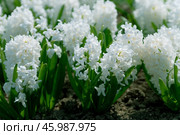 Белые гиацинты на грядке в ботаническом саду. Стоковое фото, фотограф Snezka / Фотобанк Лори