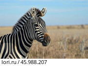 Zebra standing in african savanna looking towards horizon. Стоковое AI-изображение, AI-художник Иван Рябоконь / Фотобанк Лори