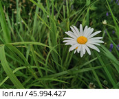 A single white daisy stands out among lush green grass in a vibrant field. Стоковое фото, фотограф Александра Селина / Фотобанк Лори