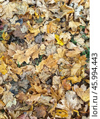 Colorful autumn leaves blanket the ground in a forested area during peak foliage season. Vertical background. Стоковое фото, фотограф Александра Селина / Фотобанк Лори