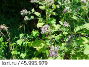 Лопу́х паути́нистый или Репе́йник паутинистый, Arctium tomentosum Mill, двулетнее травянистое растение, вид рода Лопух семейства Астровые. Тульская область, Россия. Стоковое фото, фотограф Андрей Цыганков / Фотобанк Лори