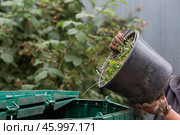 A woman works in the backyard and collects grass after working the lawn mower in a compost bin. The concept of housework, gardening and country life. Стоковое фото, фотограф Photojuli / Фотобанк Лори