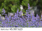 Nepeta Racemosa or catnip - flowering plant used in landscape design. Стоковое фото, фотограф Володина Ольга / Фотобанк Лори