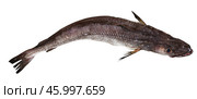 Raw merluccius on white background. Стоковое фото, фотограф Яков Филимонов / Фотобанк Лори