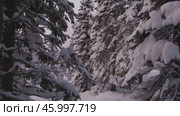 Сказочный зимний лес. Стоковое видео, видеограф Степан Столбовский / Фотобанк Лори