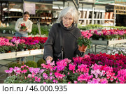 Elderly woman choosing flower pots. Стоковое фото, фотограф Яков Филимонов / Фотобанк Лори