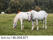 Beautiful natural landscape. Beautiful horses in the pasture. The horses are in the paddock. Livestock. Стоковое фото, фотограф Photojuli / Фотобанк Лори