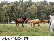 Beautiful natural landscape. Beautiful horses in the pasture. The horses are in the paddock. Livestock. Стоковое фото, фотограф Photojuli / Фотобанк Лори