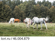 Beautiful natural landscape. Beautiful horses in the pasture. The horses are in the paddock. Livestock. Стоковое фото, фотограф Photojuli / Фотобанк Лори