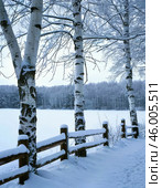 White birch covered with frost on a frosty sunny morning. Winter landscape. Стоковое AI-изображение, AI-художник Сергей Елизарьев / Фотобанк Лори