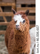 A picturesque scene, a brown llama in a pen. The concept of animal husbandry and rural life. Portrait of a smiling lama in the fresh air. Close-up. A pet on a private eco-farm. Agricultural industry. Стоковое фото, фотограф Photojuli / Фотобанк Лори