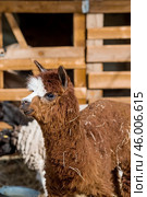 A picturesque scene, a brown llama in a pen. The concept of animal husbandry and rural life. Portrait of a smiling lama in the fresh air. Close-up. A pet on a private eco-farm. Agricultural industry. Стоковое фото, фотограф Photojuli / Фотобанк Лори