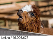 A picturesque scene, a brown llama in a pen. The concept of animal husbandry and rural life. Portrait of a smiling lama in the fresh air. Close-up. A pet on a private eco-farm. Agricultural industry. Стоковое фото, фотограф Photojuli / Фотобанк Лори