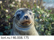 Galapagos sea lion posing on the beach of galapagos islands, ecuador. Стоковое AI-изображение, AI-художник Иван Рябоконь / Фотобанк Лори
