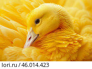 Yellow gosling resting its head on its fluffy golden feathers. Стоковое AI-изображение, AI-художник Иван Рябоконь / Фотобанк Лори