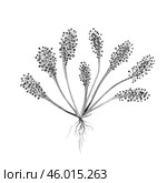 Sundew plant with sticky roots, botanical illustration. hand drawn with pencil on a large background. for book design, medical reference books, printing. Стоковая иллюстрация, иллюстратор Екатерина Тимонова / Фотобанк Лори