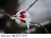 Ветка шиповника во льду. Стоковое фото, фотограф Олеся Иноземцева / Фотобанк Лори