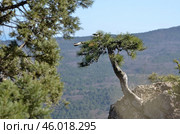 Сосны крымские (Палласа) на фоне синего неба и Крымских гор в районе Ялты (2018 год). Редакционное фото, фотограф Snezka / Фотобанк Лори