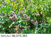 Лопух паутинистый или Репейник паутинистый, Arctium tomentosum Mill, двулетнее травянистое растение, вид рода Лопух семейства Астровые. Тульская область, Россия. Стоковое фото, фотограф Андрей Цыганков / Фотобанк Лори
