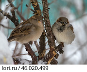 Sparrows on a branch of a plant in winter close up. Стоковое фото, фотограф Argument / Фотобанк Лори