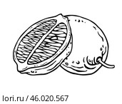 Композиция из лимонов. Контурная иллюстрация цитрусовых. Графика тушью. Половинка лайма на фоне целого плода для дизайна кухонного текстиля, посуды или этикеток содержащих цитрусовые продуктов. Lemon composition of whole fruit and part. Free hand black line illustration of citrus fruits. Ink graphics for the labels design of products containing citrus, kitchen textiles or dishes. Стоковая иллюстрация, иллюстратор Александра Савельева / Фотобанк Лори