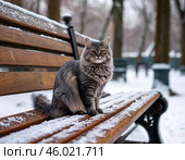 красивый, большой, пушистый серый кот в солнечный зимний день. Стоковое AI-изображение, AI-художник Руслан Лесков / Фотобанк Лори