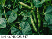 Close up of ripening green pea pods on the field. Стоковое AI-изображение, AI-художник Иван Рябоконь / Фотобанк Лори