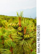 Сосна стланиковая или Кедро́вый стла́ник ( кустарник ) ( Pinus pumila (Pall.) Regel, 1859 ) Восточная Сибирь, Республика САХА, Оймяконский район. Стоковое фото, фотограф Павел Просянов / Фотобанк Лори