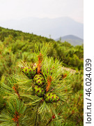 Сосна стланиковая или Кедро́вый стла́ник ( кустарник ) ( Pinus pumila (Pall.) Regel, 1859 ) Восточная Сибирь, Республика САХА, Оймяконский район. Стоковое фото, фотограф Павел Просянов / Фотобанк Лори