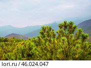 Сосна стланиковая или Кедро́вый стла́ник. ( Pinus pumila (Pall.) Regel, 1859 ) Восточная Сибирь, Республика САХА, Оймяконский район. Стоковое фото, фотограф Павел Просянов / Фотобанк Лори